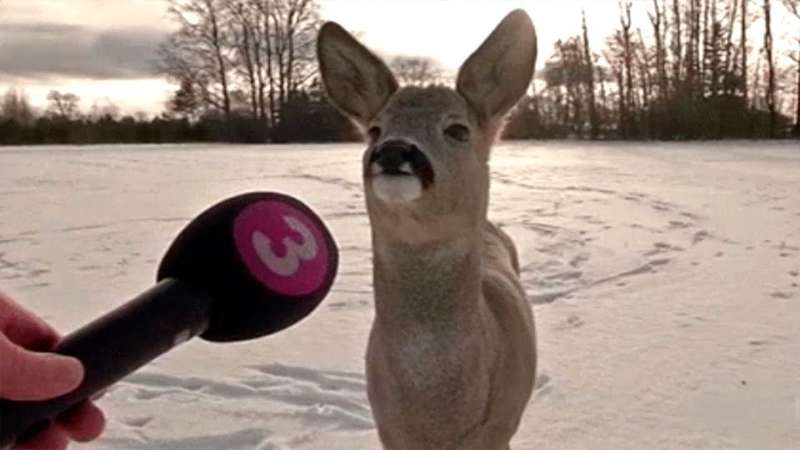 Видео S9hXW3RJz2k